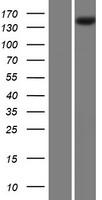PLA2R (PLA2R1) Human Over-expression Lysate