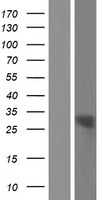 STAR Human Over-expression Lysate