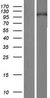 PIWIL3 Human Over-expression Lysate