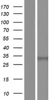 Intestine specific homeobox (ISX) Human Over-expression Lysate