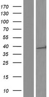 BAP29 (BCAP29) Human Over-expression Lysate