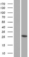 LOC136242 (PRSS37) Human Over-expression Lysate