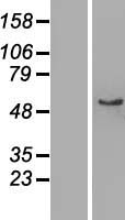 Salivary alpha amylase (AMY1A) Human Over-expression Lysate