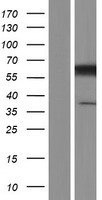CCT3 Human Over-expression Lysate