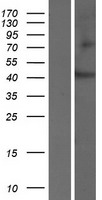 SLC35D3 Human Over-expression Lysate