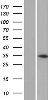 Speedy protein C (SPDYC) Human Over-expression Lysate