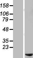 C6orf226 Human Over-expression Lysate