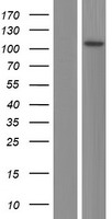 CCDC147 (CFAP58) Human Over-expression Lysate