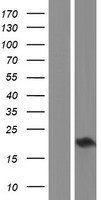 CHAC2 Human Over-expression Lysate