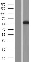 MCRS1 Human Over-expression Lysate