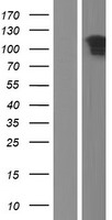 C6orf174 (SOGA3) Human Over-expression Lysate