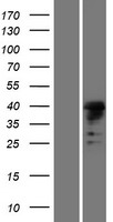 MSL1 Human Over-expression Lysate