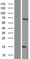 ARSH Human Over-expression Lysate