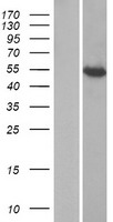 IFIT1B Human Over-expression Lysate