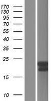 BCAS4 Human Over-expression Lysate
