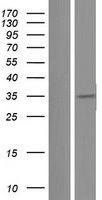 HGF Human Over-expression Lysate