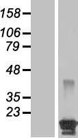 BCL2L15 Human Over-expression Lysate
