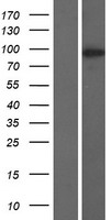 C8orf80 (NUGGC) Human Over-expression Lysate
