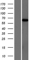 ARHGAP28 Human Over-expression Lysate