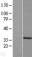 C10orf62 Human Over-expression Lysate