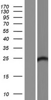 FAM168B Human Over-expression Lysate