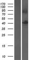 B3GNTL1 Human Over-expression Lysate