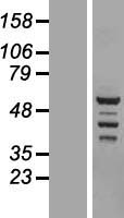 BRD9 Human Over-expression Lysate