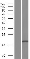 RPS13 Human Over-expression Lysate