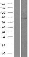 PAPSS2 Human Over-expression Lysate