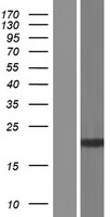 SLX1 (SLX1A) Human Over-expression Lysate