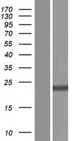 Ribosomal protein S11 (RPS11) Human Over-expression Lysate