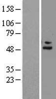 Factor H (CFH) Human Over-expression Lysate