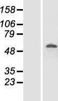 DDX19B Human Over-expression Lysate