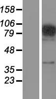 FAM48A (SUPT20H) Human Over-expression Lysate