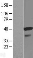 STAP2 Human Over-expression Lysate