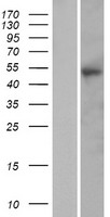PTX4 Human Over-expression Lysate