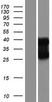 HNRNPCL1 Human Over-expression Lysate