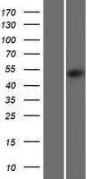 DCAF12L2 Human Over-expression Lysate