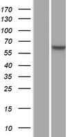 FBXW7 Human Over-expression Lysate