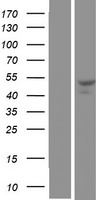 SNX30 Human Over-expression Lysate