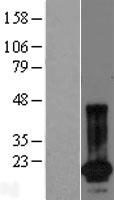 SPANXN4 Human Over-expression Lysate