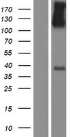 CLSTN1 Human Over-expression Lysate