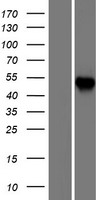 CCT6A Human Over-expression Lysate