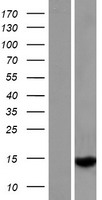 GTSF1L Human Over-expression Lysate