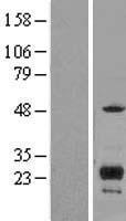 ITM2C Human Over-expression Lysate