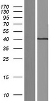 Shugoshin (SGO1) Human Over-expression Lysate