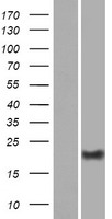 DPRX Human Over-expression Lysate