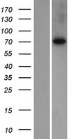 SLC7A2 Human Over-expression Lysate