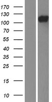 TCHHL1 Human Over-expression Lysate