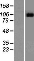 LGR6 Human Over-expression Lysate